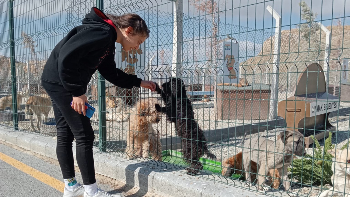 Mamak Belediyesi Hayvan Barınağı - Mamak Fen Lisesi